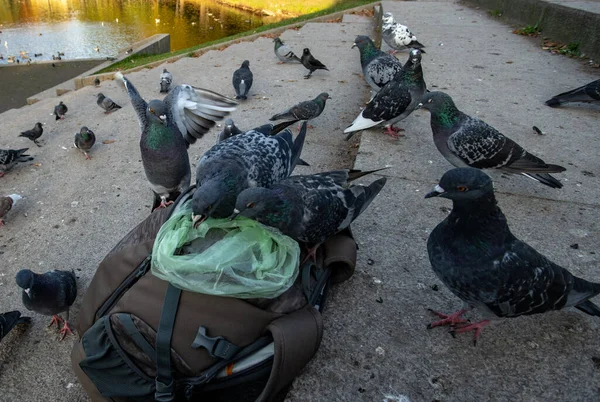 Urban Pigeons Autumn Park Steal Seeds Backpack — Stock Photo, Image