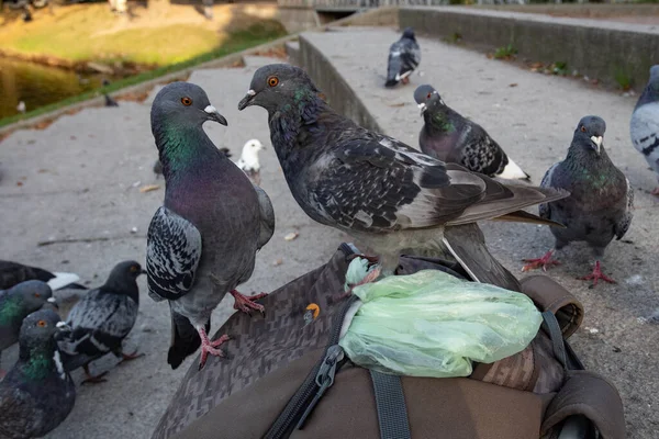 Urban Pigeons Autumn Park Clarification Relationship — Stock Photo, Image