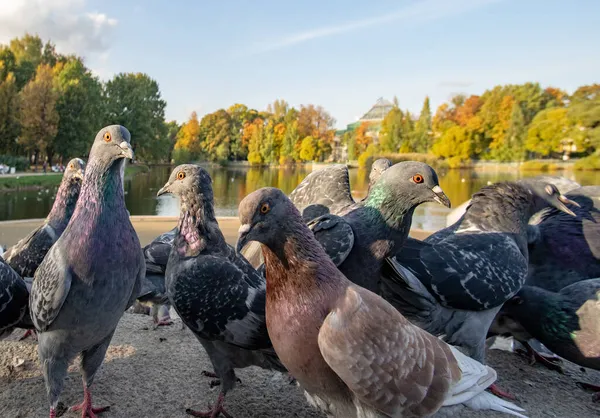 Urban Pigeons Autumn Park — Stock Photo, Image