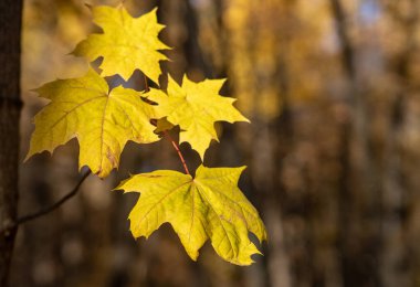 Sarı bir ormanda parlak turuncu akçaağaç yaprakları. Arka plan bulanık. Eklentiler için boş alan var.