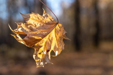 Sarı bir ormanda parlak turuncu akçaağaç yaprağı. Arka plan bulanık. Eklentiler için boş alan var.