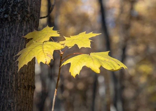 Herbstliche Ahornblätter Einem Gelben Wald Der Hintergrund Ist Verschwommen Gibt — Stockfoto