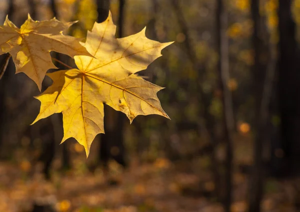 Ljusorange Lönnlöv Gul Skog Bakgrunden Suddig Det Finns Fritt Utrymme — Stockfoto