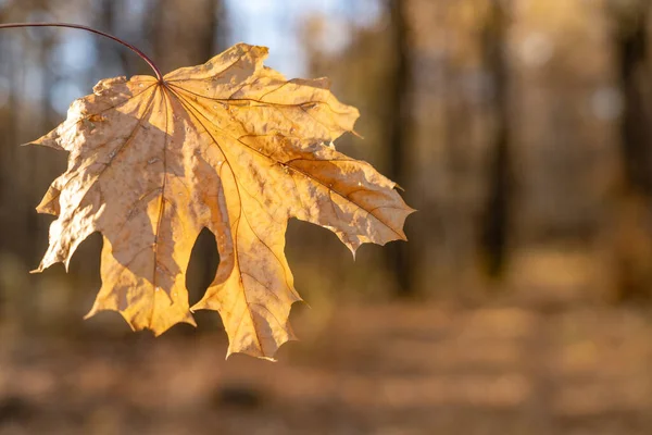 Feuille Érable Orange Vif Dans Une Forêt Jaune Fond Est — Photo