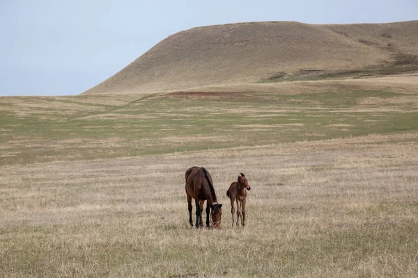 Konie Źrebakiem Chodzą Wzgórzach Łące Ciepły Wiosenny Dzień Naturalne Tło — Zdjęcie stockowe