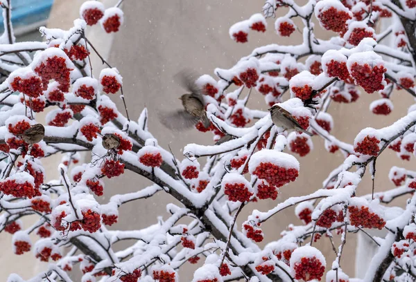 Зимовий День Гілки Скупчення Гірського Попелу Вкриті Снігом Птахи Сидять — стокове фото