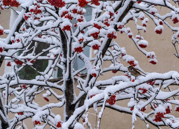 Зимовий День Гілки Скупчення Гірського Попелу Вкриті Снігом Птахи Сидять — стокове фото