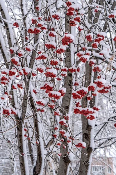 Зимовий День Гілки Скупчення Гірського Попелу Вкриті Снігом — стокове фото