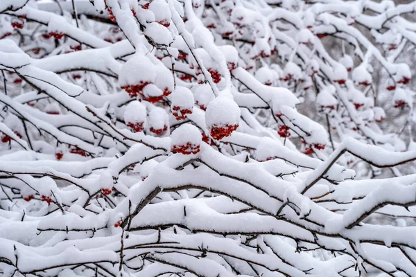 Winter Day Branches Clusters Mountain Ash Covered Snow — Stock Photo, Image