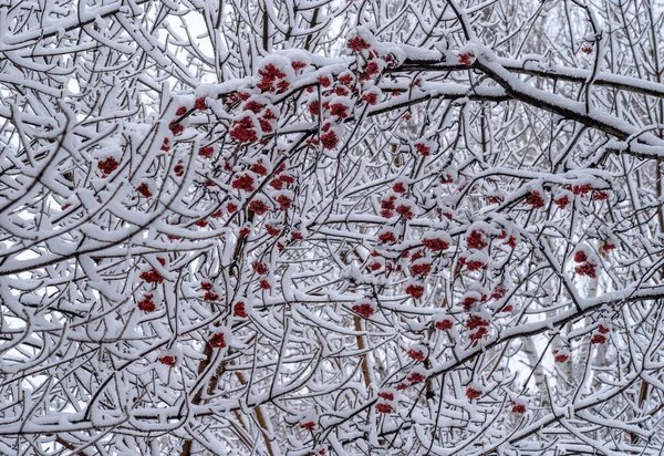 Zimowy Dzień Gałęzie Skupiska Jesionu Górskiego Pokryte Śniegiem — Zdjęcie stockowe