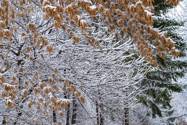Зимовий День Гілки Дерев Покриті Снігом — стокове фото