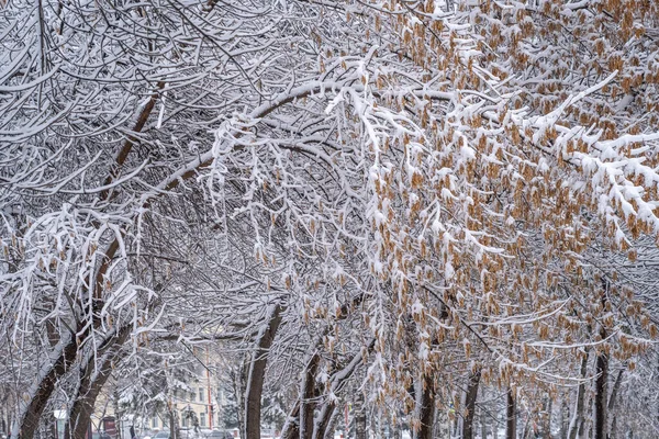 Winter Day City Trees Covered Snow — Stock Photo, Image