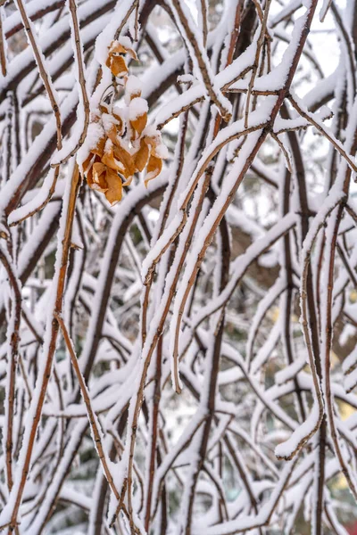 Зимовий День Гілки Дерев Покриті Снігом — стокове фото