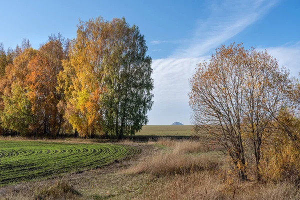Sonbahar manzarası. Sarı yapraklı ağaçlar ve kışın ekili yeşil bir tarla.