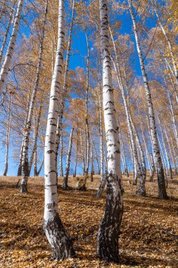 Tepenin yamacında sarı, sonbahar yeşillikleri ve kıvrımlı gövdeleri olan huş ağaçları var..