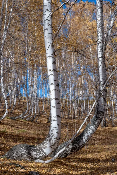 Helling Liggen Berken Met Geel Herfstblad Gebogen Stammen — Stockfoto