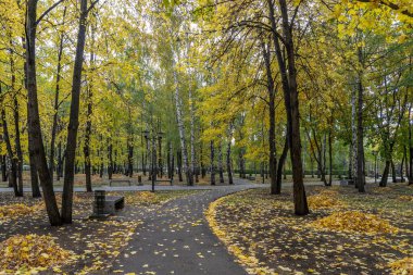 Autumn Park 'ta. Düşen yapraklar ağaç gövdeleri arasında toplandı..