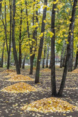 Autumn Park 'ta. Düşen yapraklar ağaç gövdeleri arasında toplandı..