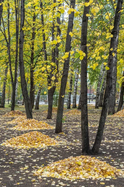 Jesienny Park Upadłe Liście Zebrane Stosy Pomiędzy Pniami Drzew — Zdjęcie stockowe