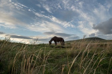 Bulutlu gökyüzünün arka planında at otluyor..