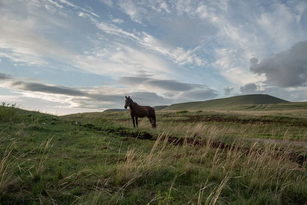 Koń Pasący Się Wzgórzu Tle Zachmurzonego Nieba — Zdjęcie stockowe