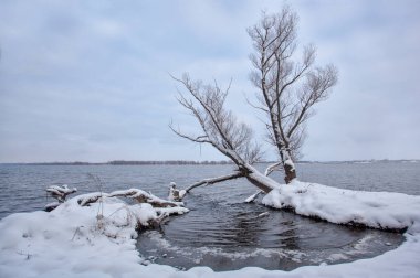 Kış Gölü. Buzun kenarı kıyıya yakın ve ağaç suyun üzerine eğilmiş..