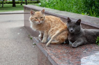 İki sokak kedisi, gri ve kırmızı, korkulukta oturuyorlar..