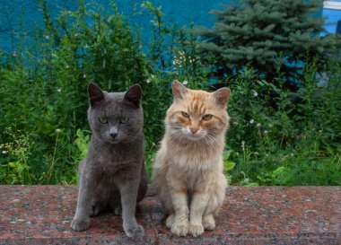 İki sokak kedisi, gri ve kırmızı, korkulukta oturuyorlar..