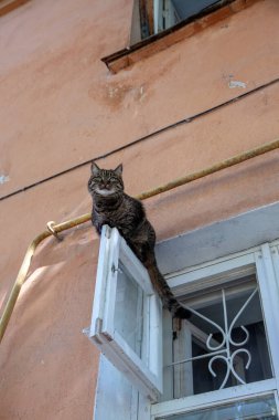 Evcil bir kedi pencerede oturur ve sokağa bakar..