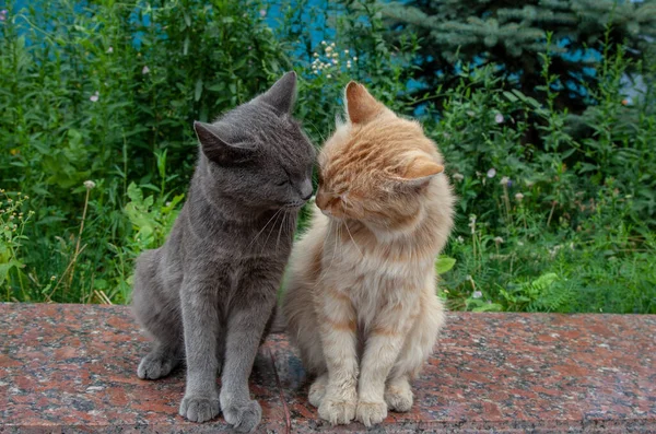 Dvě Zatoulané Kočky Šedé Červené Sednou Parapet Něžně Očichají — Stock fotografie
