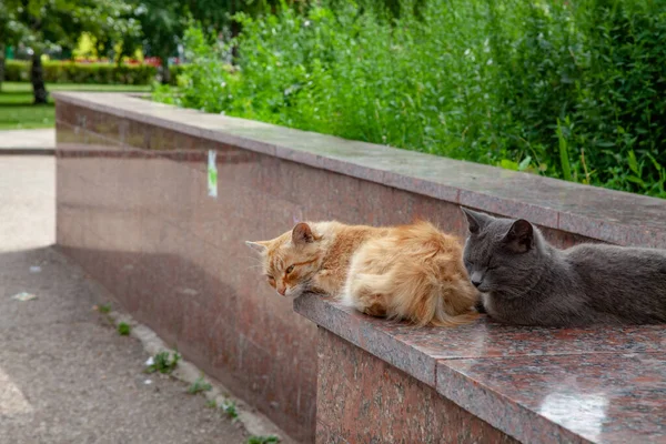Zwei Streunende Katzen Grau Und Rot Liegen Auf Der Straße — Stockfoto