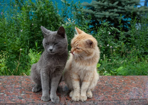 Parapetu Sedí Dvě Zbloudilé Kočky Šedé Červené — Stock fotografie