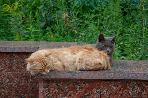 İki sokak kedisi, gri ve kırmızı, sokakta yatıyor..
