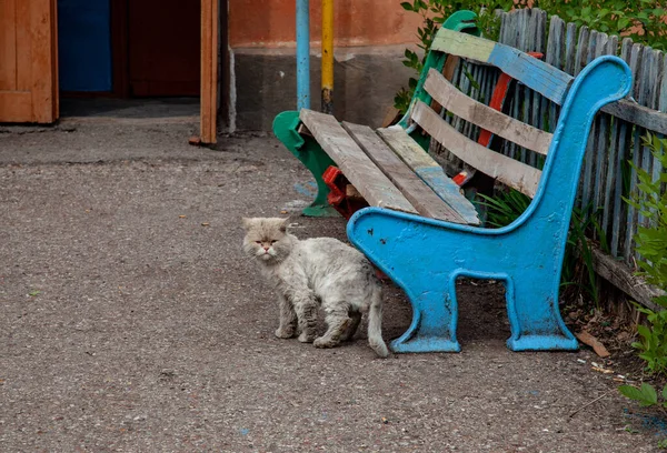 Bezdomovec Kočka Blízkosti Staré Lavice Pozadí Starého Domu — Stock fotografie
