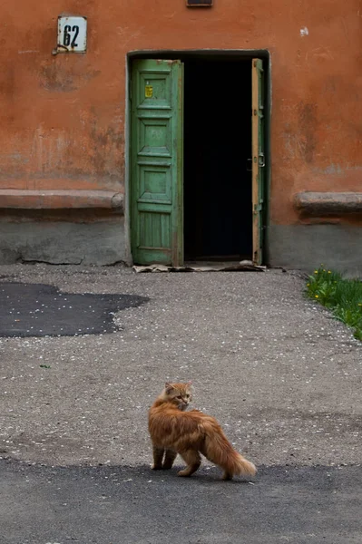 Chat Roux Sur Fond Vieille Maison — Photo