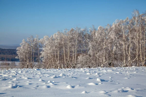 Einsam Gefrorene Bäume Auf Einem Winterfeld Vor Blauem Himmel — Stockfoto