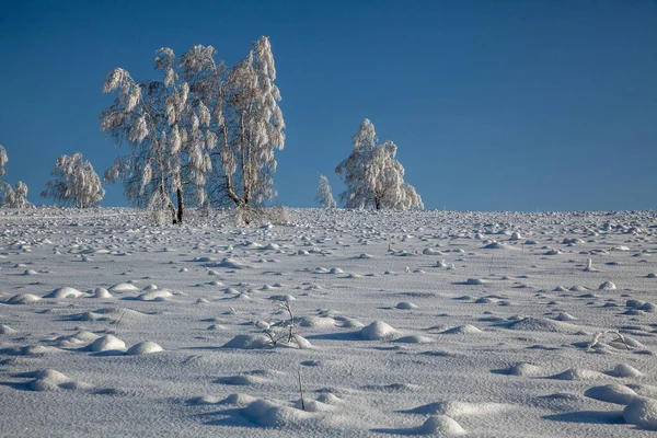 Prato Innevato Soleggiato Con Neve Limpida Rari Alberi Ghiacciati — Foto Stock