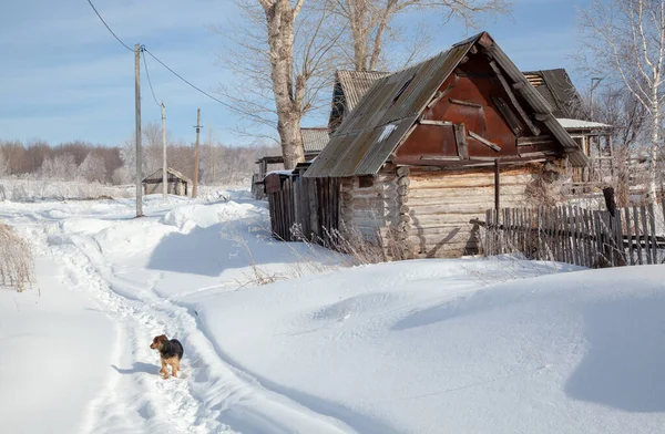 Ulica Wsi Jest Pokryta Śniegiem Pies Biegnie Wzdłuż Pokonanej Ścieżki — Zdjęcie stockowe