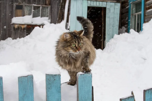 Katten Vintern Sitter Ett Trästaket Mot Bakgrund Hus — Stockfoto