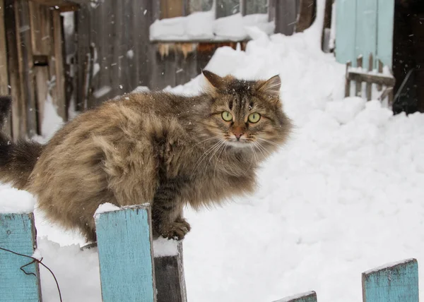Katten Vintern Sitter Ett Trästaket Mot Bakgrund Hus — Stockfoto