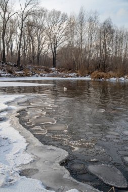 Unfrozen river in winter. Chunks of ice float in the water near the shore