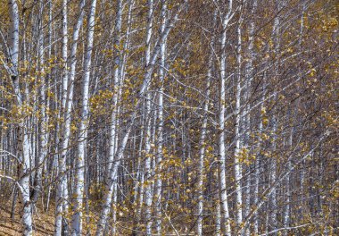 Beyaz huş gövdeleri ve seyrek sarı sonbahar yaprakları..