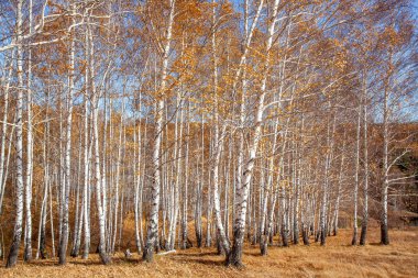 Sonbaharın sonlarında Birch Grove. Toprak sarı yapraklarla kaplı..
