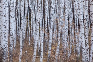 Beyaz huş gövdeleri ve seyrek sarı sonbahar yaprakları..