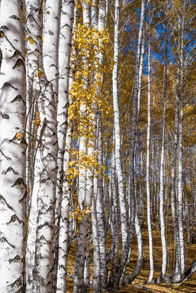 一排排白桦树树干 秋天叶子稀疏的黄色 — 图库照片