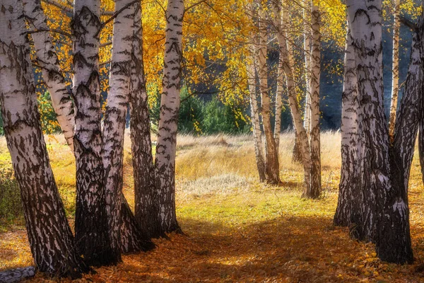 秋天的森林里 路上撒满了落叶 背向阳光 树干在前景中 — 图库照片