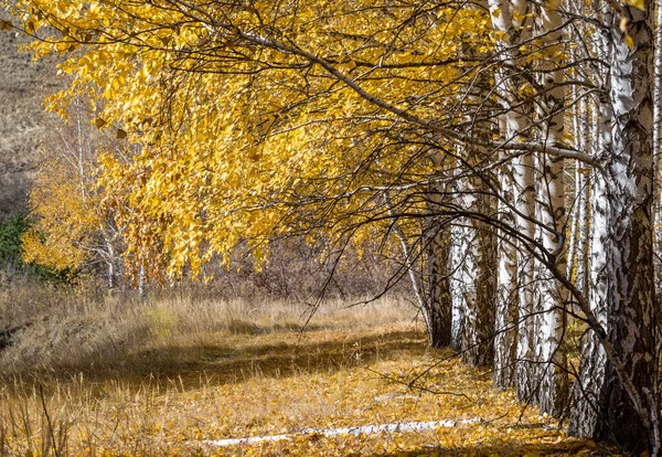 Березовий Гай Наприкінці Осені Земля Вкрита Жовтим Листям — стокове фото