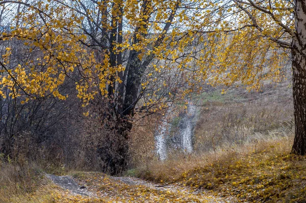 Straße Herbstlichen Wald Mit Umgestürzten Laubblättern Übersät — Stockfoto