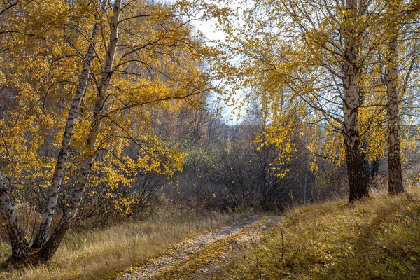 Őszi Erdőben Elszórt Lehullott Levelekkel Háttérfény Napfény — Stock Fotó