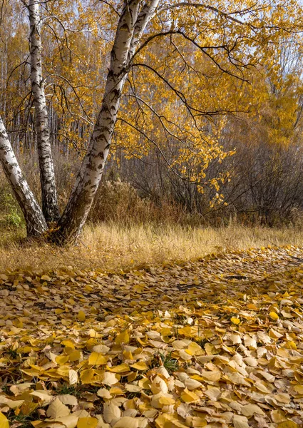 Birch Grove Késő Ősszel Sárga Lehullott Levelek Borítják Földet — Stock Fotó